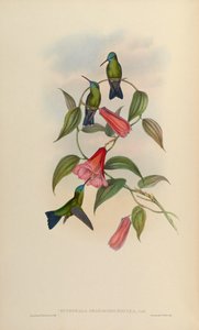 Chlorestes notatus X Thalurania glaucopis door John Gould